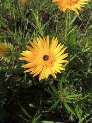 Berkheya insignis