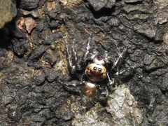 Araneae