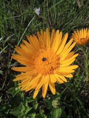 Berkheya insignis