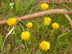 Berkheya insignis