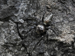 Araneae