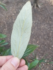 Viburnum