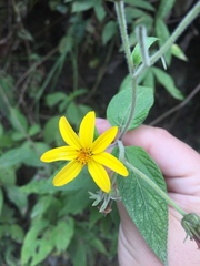 Hymenostephium quitensis