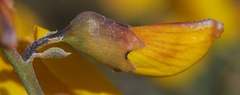 Calobota cytisoides