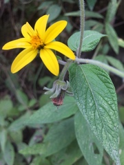 Hymenostephium quitensis