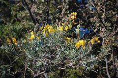 Calobota cytisoides