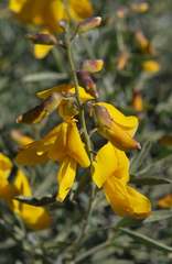 Calobota cytisoides
