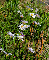Afroaster serrulatus