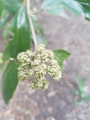 Viburnum