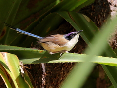 Malurus coronatus