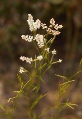 Polygonella fimbriata