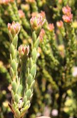 Leucadendron dubium