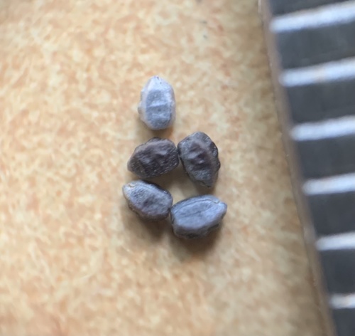 Euphorbia hyssopifolia iNat (1)