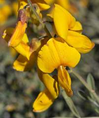 Calobota cytisoides