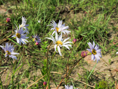 Afroaster serrulatus