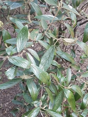 Viburnum