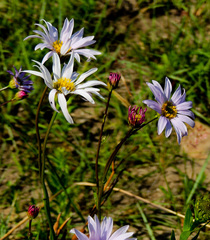 Afroaster serrulatus