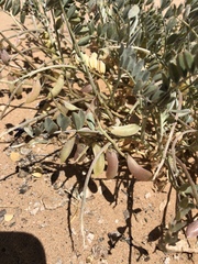 Astragalus mohavensis