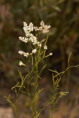 Polygonella fimbriata