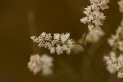 Polygonella fimbriata