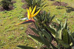 Strelitzia reginae reginae