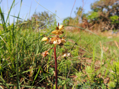 Eulophia clitellifera