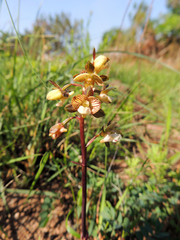 Eulophia clitellifera