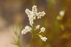 Polygonella fimbriata