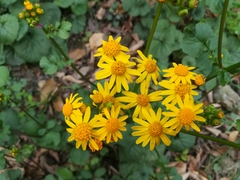 Packera coahuilensis