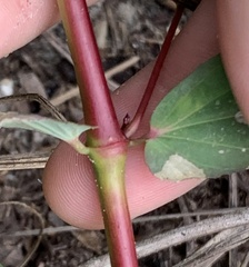 Euphorbia hyssopifolia image