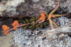 Crassula swaziensis