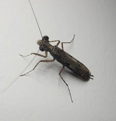 Amorphoscelis chinensis