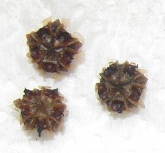 Ruschiella argentea