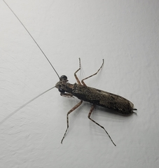 Amorphoscelis chinensis