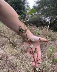 Euphorbia hyssopifolia image