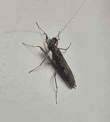 Amorphoscelis chinensis