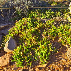 Malephora uitenhagensis