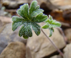 Pelargonium articulatum