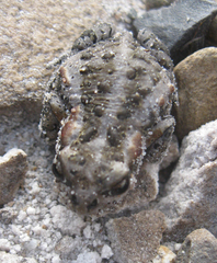 Cape Mountain Toad photo 2