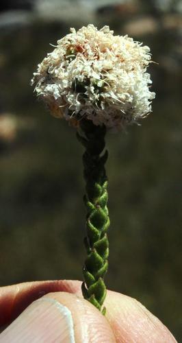 Hornless Buchu (Agathosma stilbeoides)