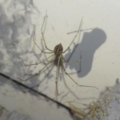 Hoplopholcus forskali