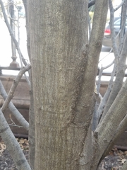 Magnoliopsida