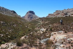 Agathosma stilbeoides