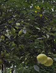 Magnoliopsida