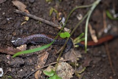 Plethodon angusticlavius