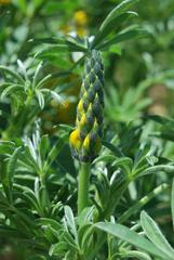 Lupinus luteus