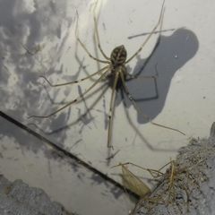 Hoplopholcus forskali