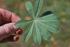 Lupinus luteus
