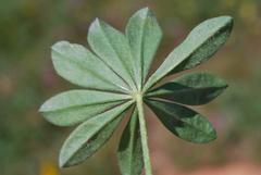 Lupinus luteus