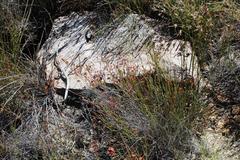 Erica daphniflora daphniflora